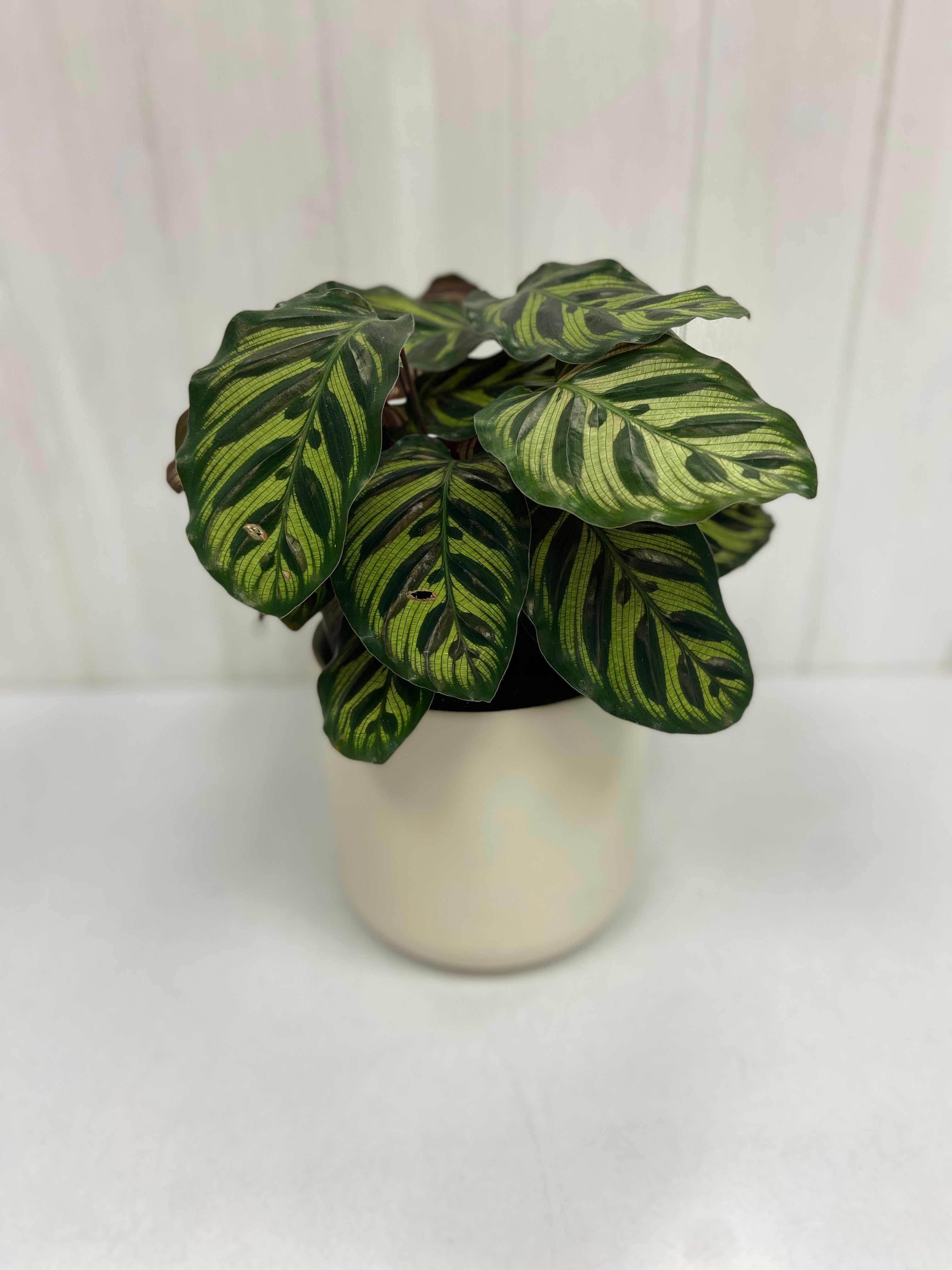 Calathea Plant