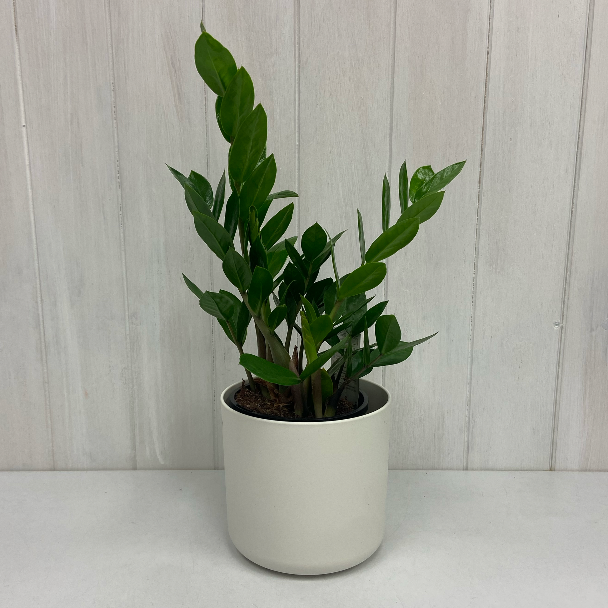 zz plant air purification ZZ Plant in White Elho Pot