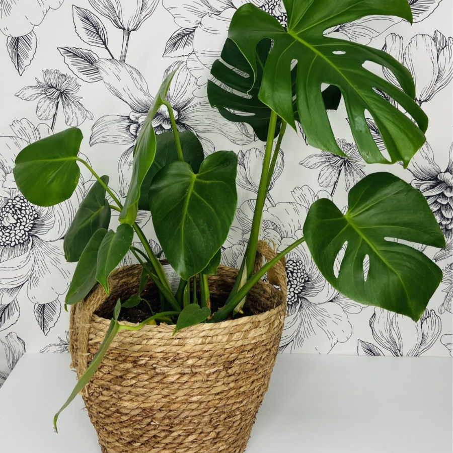 Monstera Deliciosa | Easy-Care Indoor Plant | WILDbella Florist and Homeware Store