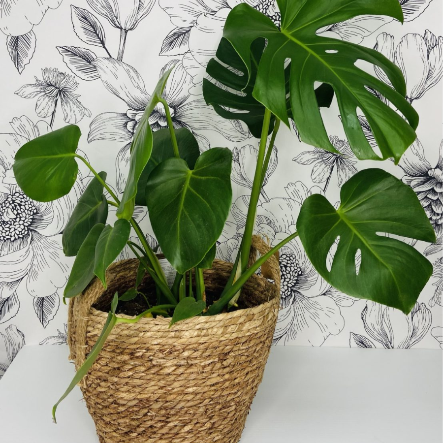 monstera plant nz Monstera Deliciosa in Pot