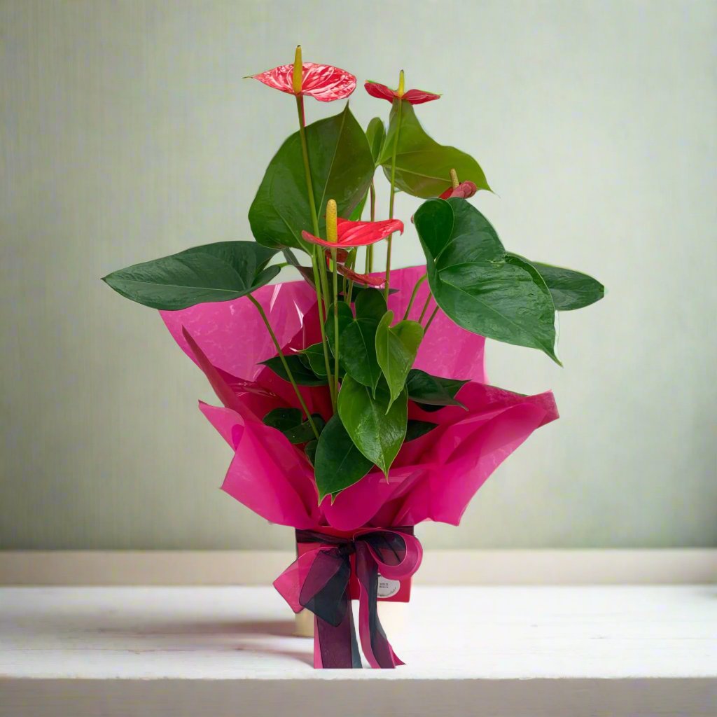 Pink Anthurium | Gift Plant | WILDbella Florist Waikato