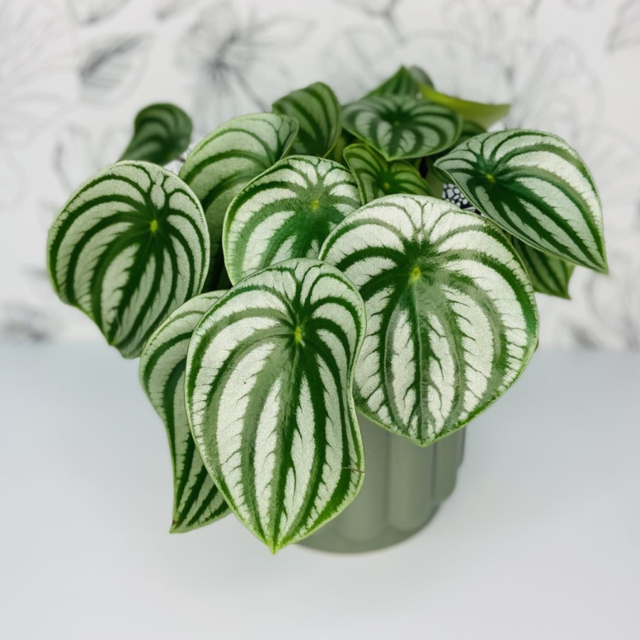 Watermelon Peperomia | Striped Indoor Plant | WILDbella Florist and Homeware